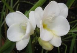 香雪兰五彩美丽的花朵桌面壁纸