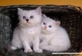 超级可爱猫咪萌照壁纸