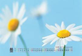 2013年3月日历壁纸之绿色鲜花植物