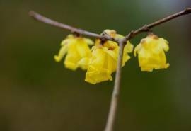 清雅腊梅花朵桌面壁纸