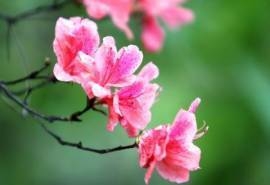 殷红似火的杜鹃花宽屏桌面壁纸