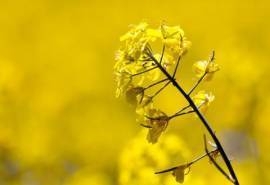 2013年油菜花宽屏金桌面壁纸