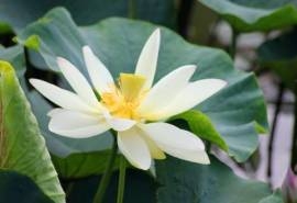 莲花美丽的花瓣特写桌面壁纸