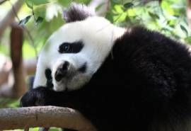 国家一级保护动物可爱熊猫宽屏桌面壁纸