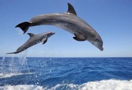 海洋生物可爱的海豚桌面壁纸