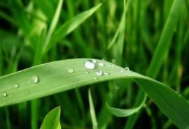 清新的叶子保护视力桌面壁纸