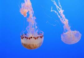 大型浮游生物水母炫彩桌面壁纸