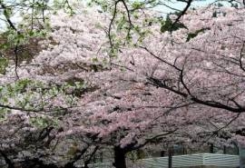 山花烂漫特写图片高清桌面壁纸