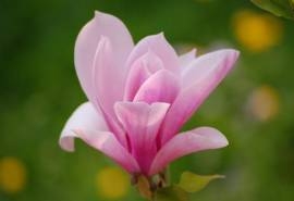 清雅高贵玉兰花开粉红花瓣迷人宽屏桌面壁纸