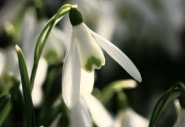 雪滴花白色花朵纯洁如玉桌面壁纸