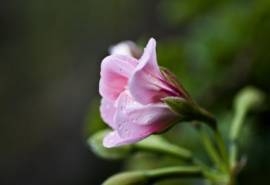 五彩缤纷花卉特写图片桌面壁纸(二)