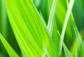 春天桌面壁纸之可爱的绿绿小草叶子