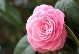 山茶花桌面壁纸之清晨高清露水鲜花
