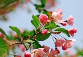 美丽鲜艳的海棠花风景桌面壁纸