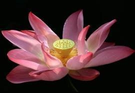 鲜花图片电脑壁纸之高清特写