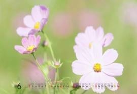 2013年6月唯美花卉风景日历桌面