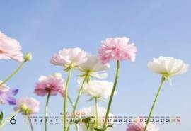 2013年6月风景桌面之唯美花卉