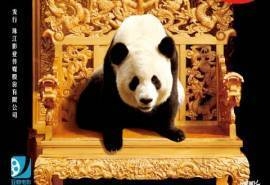 让熊猫飞桌面壁纸之精彩海报