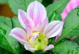 灿烂的花蕾摄影高清桌面壁纸