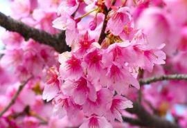 花儿唯美电脑高清壁纸之清新花朵