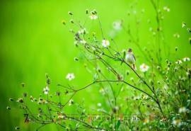 2013年7月桌面风景日历绿色植物