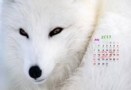 2013年7月份电脑日历壁纸之可爱动物