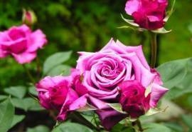 鲜花图片桌面壁纸之漂亮的花朵