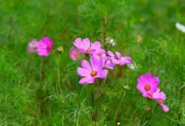 高清鲜花波斯菊绿色背景宽屏桌面壁纸