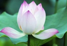 荷花摄影特写图片高清桌面壁纸