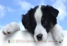 2013年8月宽屏桌面日历壁纸之可爱动物