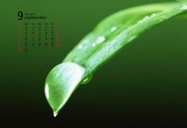 2013年9月份电脑日历之绿色叶子