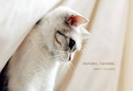 唯美风景可爱猫咪电脑桌面壁纸