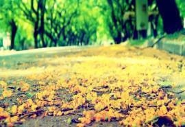 秋日风景树叶落叶宽屏壁纸