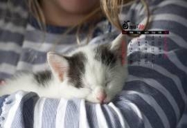 2013年10月份日历壁纸之可爱动物萌猫
