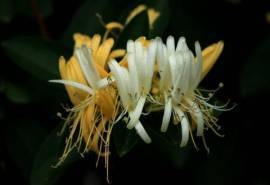 中药之花金银花高清桌面壁纸