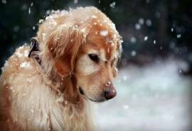 金毛犬可爱动物19寸高清桌面壁纸