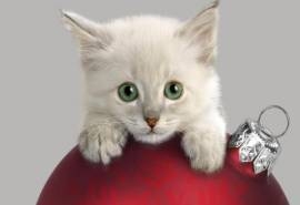 猫咪的圣诞节高清桌面壁纸