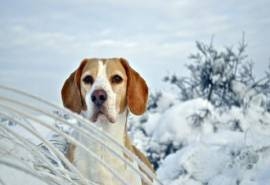 可爱狗狗比格犬高清桌面壁纸