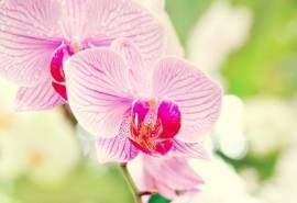清新花朵win7主题电脑桌面壁纸