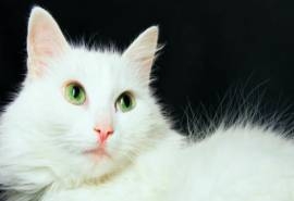 萌宠小猫咪高清电脑桌面壁纸