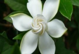 纯洁的白色栀子花高清桌面壁纸