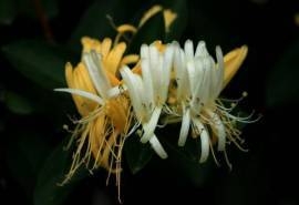 高清金银花图片桌面壁纸下载