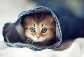 可爱小猫咪图片高清电脑桌面壁纸