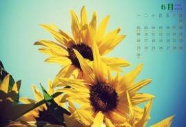 2014年6月日历桌面壁纸金黄向日葵唯美清新图片