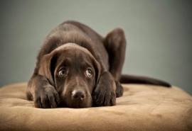 可爱狗狗拉布拉多猎犬电脑桌面壁纸