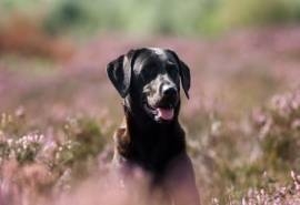 拉布拉多猎犬可爱小狗图片高清桌面壁纸