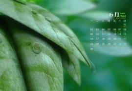 2014年6月日历桌面壁纸唯美树叶高清摄影图片