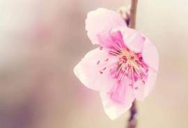 春季清新淡雅唯美桃花特写图片桌面壁纸