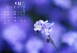 2014年6月日历桌面壁纸紫色花卉唯美清新图片