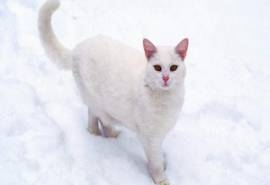 可爱的白毛猫咪图片大全桌面壁纸第一辑